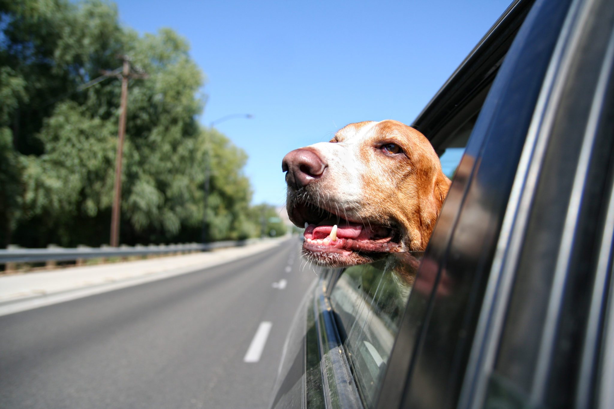 Auto Insurance: cars, trucks and family vehicles